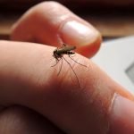 Waspadai! 7 Tanda yang Membuat Anda Lebih Rentan Digigit Nyamuk