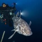Penemuan Langka di Laut Dalam: Ikan Purba Coelacanth Muncul di Maluku Utara!