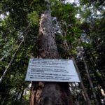 Hutan Adat: Pengakuan dan Perlindungan Warisan Alam dan Budaya Indonesia